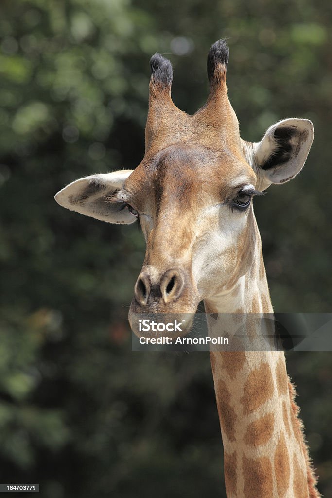 Giraffe - Foto stock royalty-free di Africa