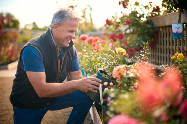 istock Mature Man Working Outdoors In Garden Centre Checking Rose Plants 1847038937