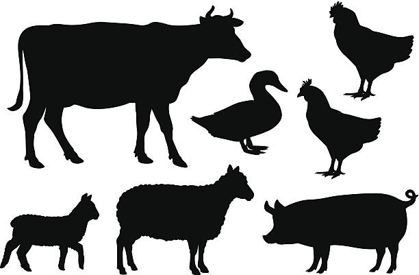ilustraciones, imágenes clip art, dibujos animados e iconos de stock de granja animales siluetas de vector negro sobre blanco - carne de vaca