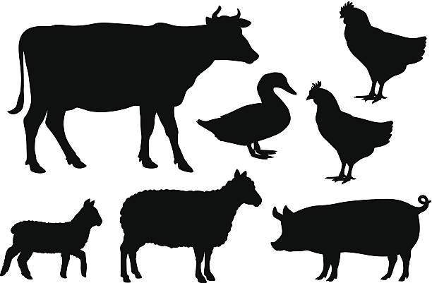 Black vector farm animal silhouettes on white Vector farm animal silhouettes including cow, sheep, lamb, pig, duck and chickens. farm silhouettes stock illustrations