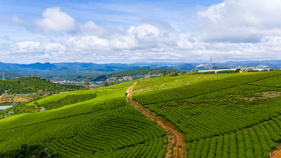 Beautiful landscape in the morning at Cau Dat, Da Lat city, Lam Dong province. Wind power on tea hill, morning scenery on the hillside of tea planted in the misty highlands below the beautiful valley