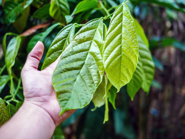 istock young green leaf cocoa on cocoa plant, cacao tree 1847051923