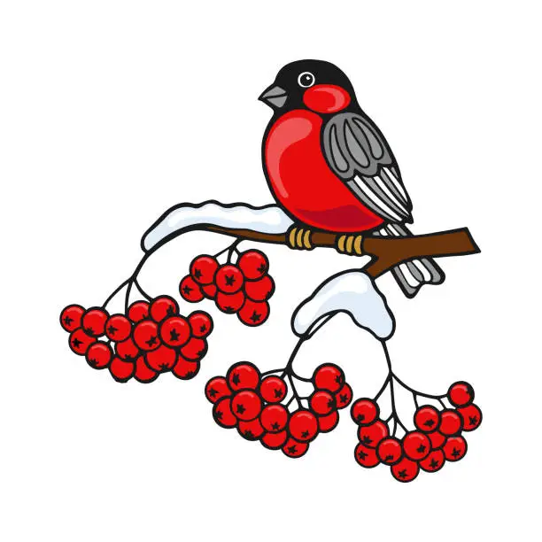 Vector illustration of Bullfinch bird on a snow-covered branch of red rowan. Colorful winter illustration