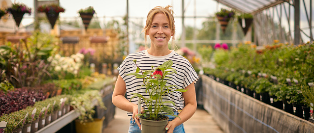 Portrait Of Woman Inside Greenhouse In Garden Centre Choosing And Buying Red Echinacea Plant