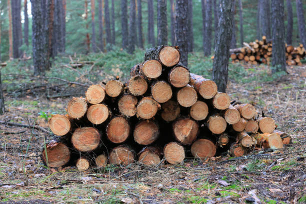 istock pile pine of logs 1847057650