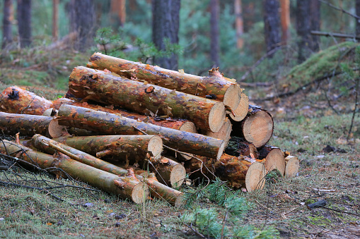 scene pine logs on meadow in forest