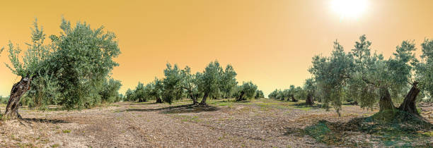 istock view of an olive grove in Andalusia, on a sunny day, in a panoramic format to use as a web banner or header or bookmark 1847061425