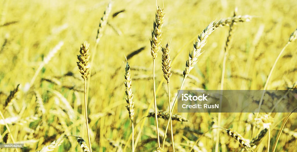 campo di grano - Foto stock royalty-free di Agricoltura