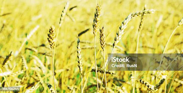 Campo Di Grano - Fotografie stock e altre immagini di Agricoltura - Agricoltura, Ambientazione esterna, Appuntito