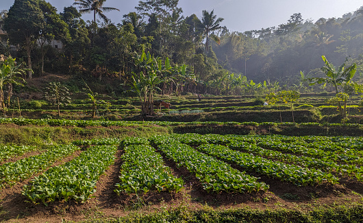 a Pakcoy vegetable garden in the countryside in the morning.