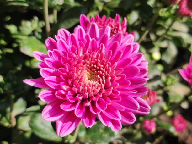 istock pink and purple blooming chrysanthemums 1847069039