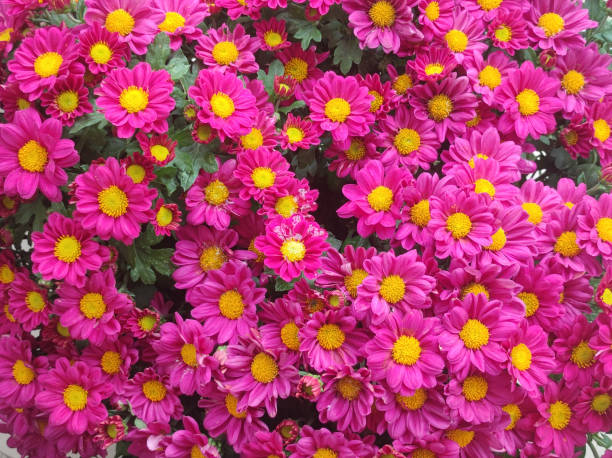 istock pink and purple blooming chrysanthemums 1847069639