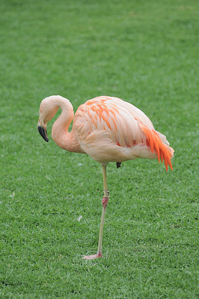 istock Pink Flamingo Bird on the Floor 184707199