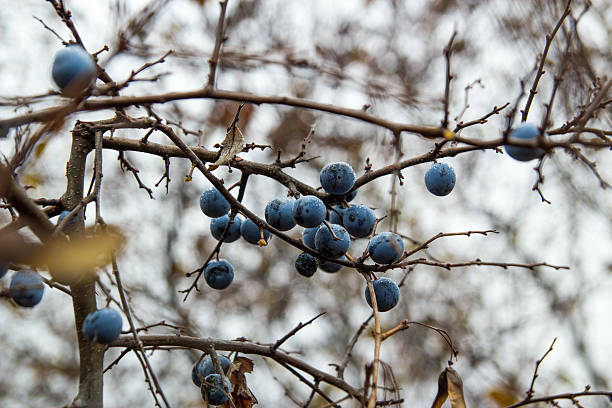 blueberries stock photo