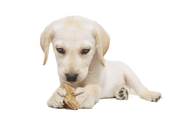 istock puppy labrador isolated on white background 1847080848