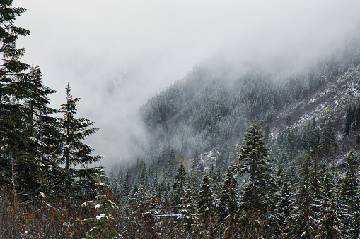 The trees on a mountain slope in Washington state's Cascade Mountain range blanketed in a morning fog