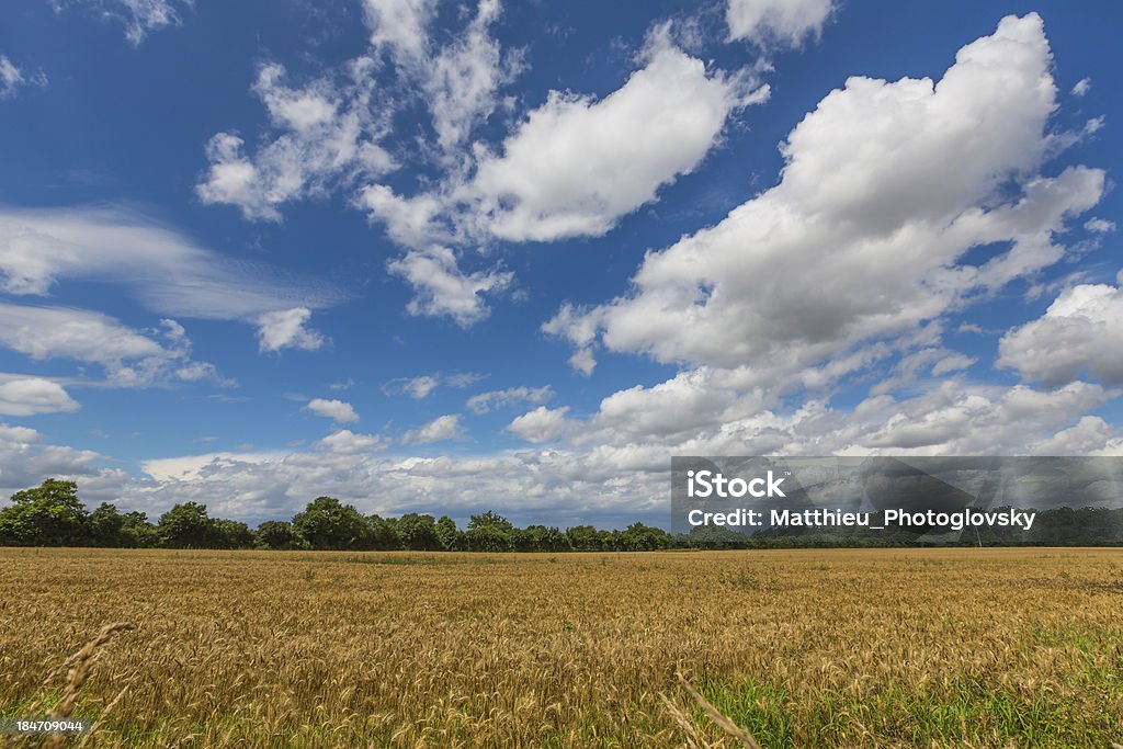 golden campo de trigo antes da tempestade - Foto de stock de Agricultura royalty-free