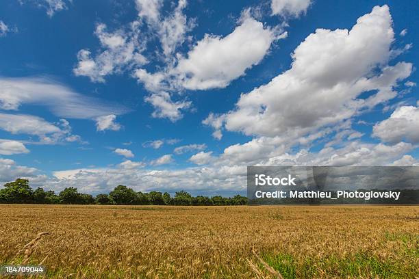 Foto de Golden Campo De Trigo Antes Da Tempestade e mais fotos de stock de Agricultura - Agricultura, Ajardinado, Amarelo