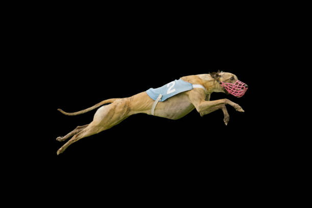 niesamowity latający pies - charty zdjęcia i obrazy z banku zdjęć