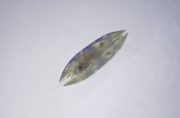Microscopic Freshwater Ostracod Aka Seed Shrimp, Taken From A Pond Of Freshwater Image457888926