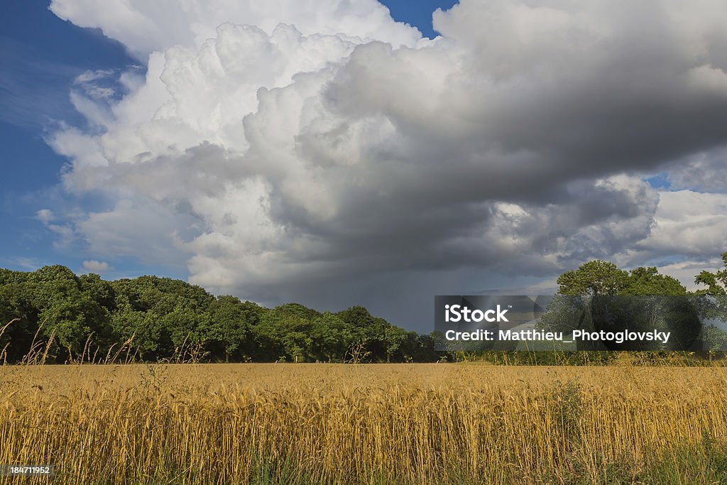 Campo di grano dorato prima di una tempesta - Foto stock royalty-free di Agricoltura