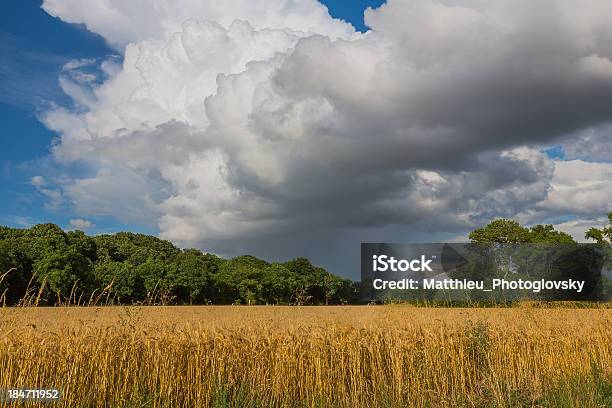 Campo Di Grano Dorato Prima Di Una Tempesta - Fotografie stock e altre immagini di Agricoltura - Agricoltura, Albero, Ambientazione esterna