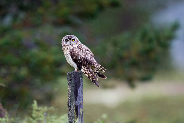 sumpfohreule, замкнутые eared owl - shorted стоковые фото и изображения