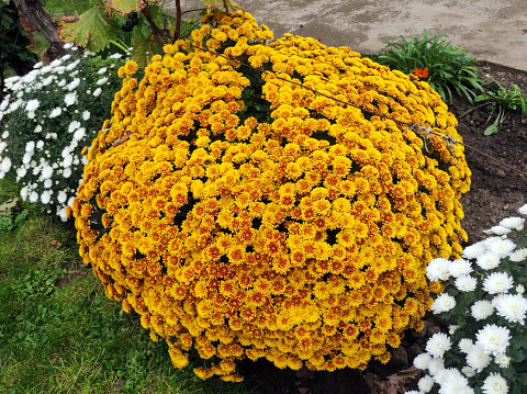 Selective focus of yellow orange Chrysanthemum indicum closeup also known as Mums or Fall mum flowers blooming Three flowers on right side bouquet blossom. Yellow orange flower with green foliage