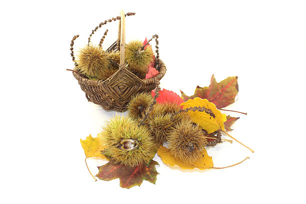 istock sweet Chestnuts in a basket 184712403