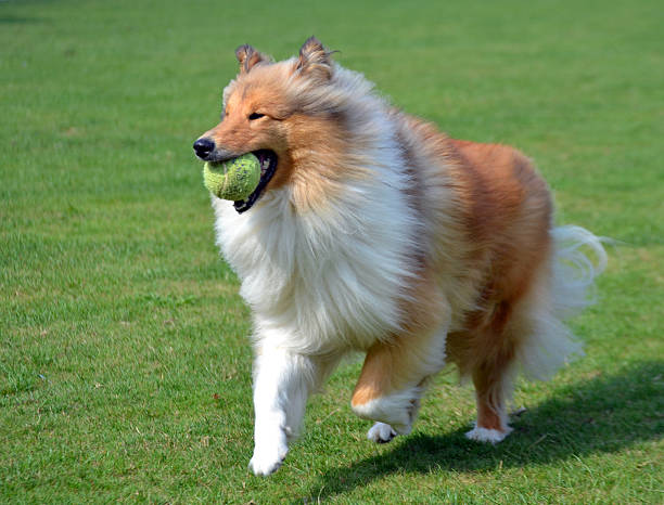 istock Rough collie running in park 184712577