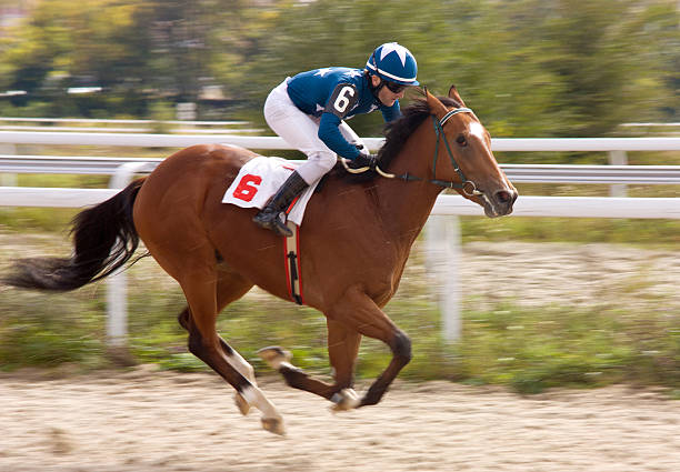 受賞者 - horse horse racing animal head horseracing track ストックフォトと画像