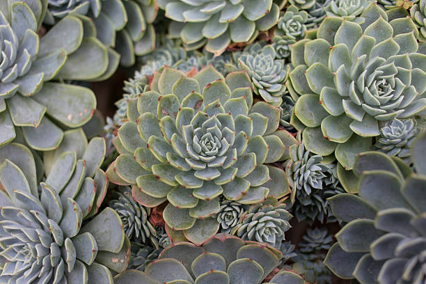 istock American Kalanchoe 184714350
