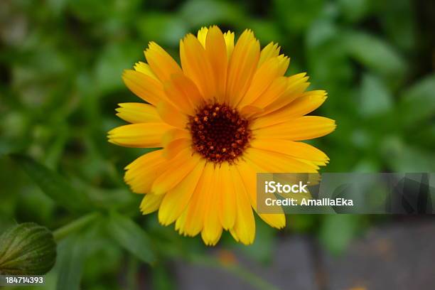 칼렌둘라 0명에 대한 스톡 사진 및 기타 이미지 - 0명, 금잔화-온대 식물, 꽃 한송이