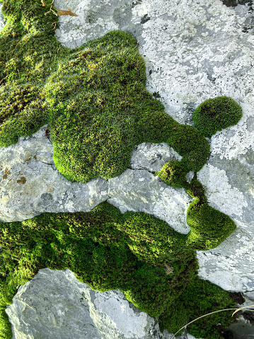 A layer of moss covering the rocks. Natural Background,