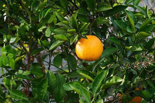 Large, brightly colored oranges on trees