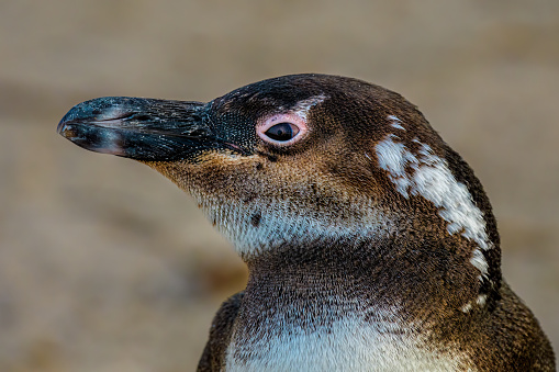 African penguin (Spheniscus demersus) at Boulders Beach near Simons Town, Cape Town, South Africa