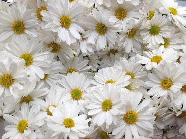 Close up shiny daisy flowers