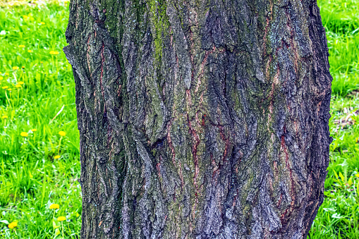 Sakura or Prunus serrulata bark close-up. The texture of the trunk of Sakura. Background from living wood. Forest nature skin.