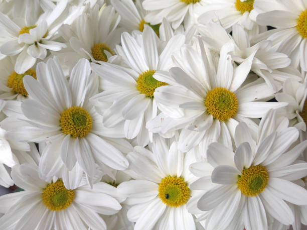 istock white blooming chrysanthemums in the garden 1847162460