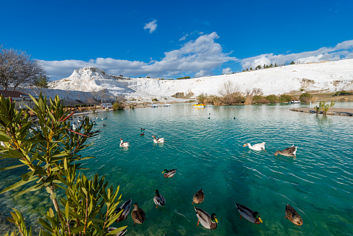 Geese on the lake, calcified limestone terraces on background, Pamukkale, Denizli, Turkey.