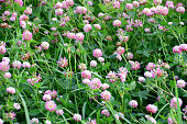 meadow with pink clovers isolated wallpaper