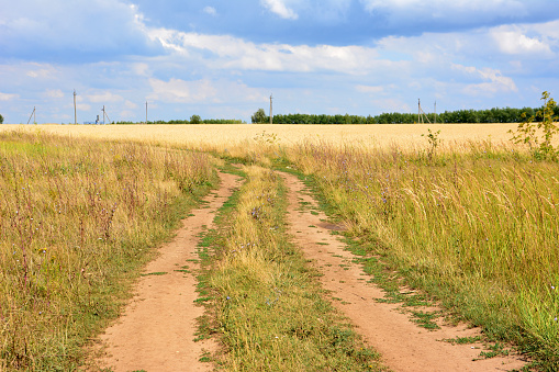empty road in the wheat field in sunny day wallpaper