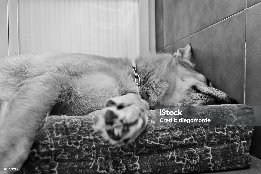 Napping Kima, my dog, taking one of the last naps of this summer. Animal Stock Photo