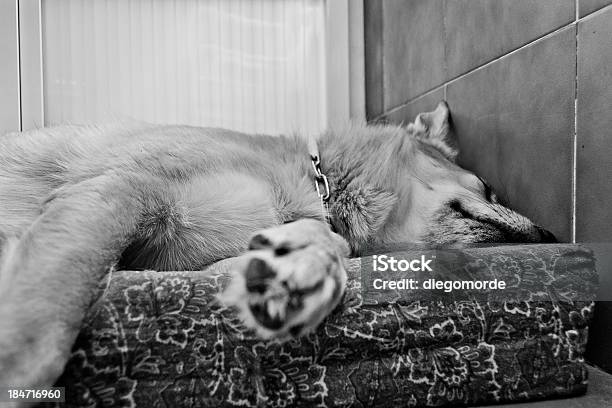 Napping Stock Photo - Download Image Now - Animal, Black And White, Day