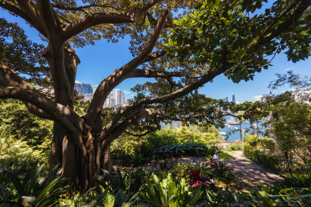 Wendy Whiteley's Secret Garden on a warm summer's morning in Lavender Bay, Sydney, New South Wales, Australia
