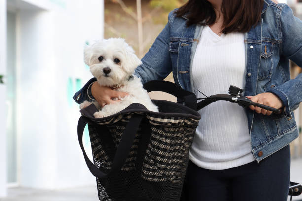 istock Lady pushing bicycle with dog inside basket 1847185311