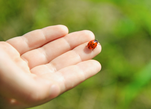 Ladybug on Palm of Hand