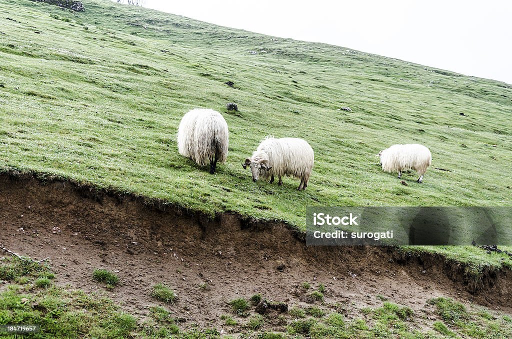 Sheeps in to the mountain Very interesting picture, takken in the Navarra's mountains of a sheeps on the hill 2013 Stock Photo