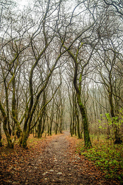 fall forest trail stock photo