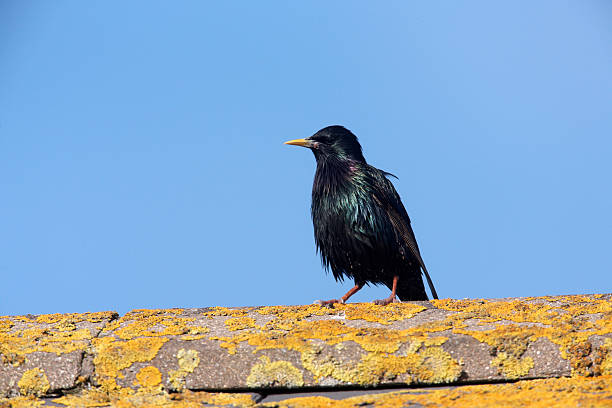 istock Starling, Sturnus vulgaris 184720456